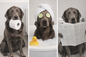 The Sudsy Dog Solid Shampoo